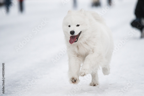 Samoyed white dog is running on snow outside