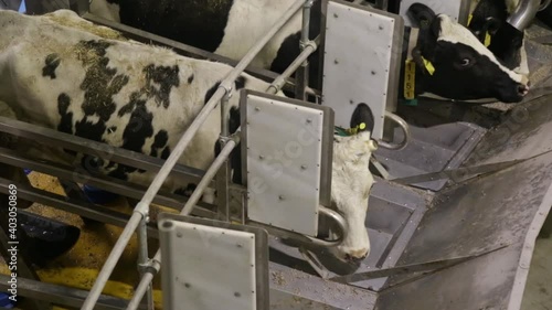 Cows on the farm eat hay in the stable on an automated milking system