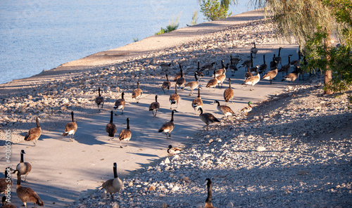 Canada Geese on Railroad Lake in Cornerstone Park, Henderson, NV.