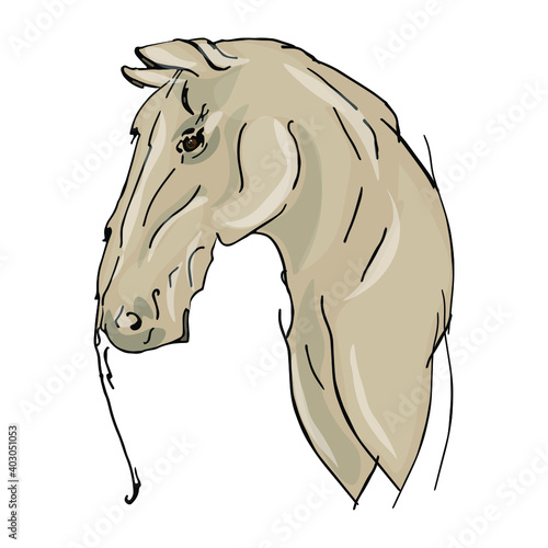 Freehand horse portrait vector illustration. Mane, horse blank for designers, logo, icon fashion illustration