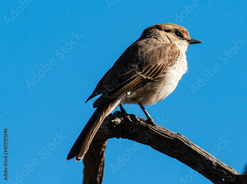 Gobemouche du Marico.Melaenornis mariquensis - Marico Flycatcher photo