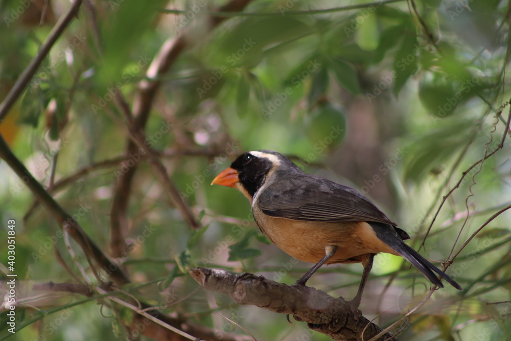 Fototapeta premium Pepitero
