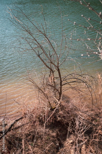 tree in the water next at a riverbank © Abaseen
