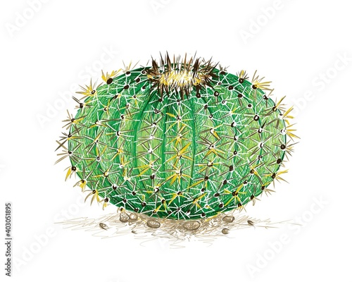 Illustration Hand Drawn Sketch of Echinocactus Grusonii, Golden Barrel Cactus, Golden Ball or Mother In Law's Cushion Cactus Plant. A Succulent Plants with Sharp Thorns for Garden Decoration.
