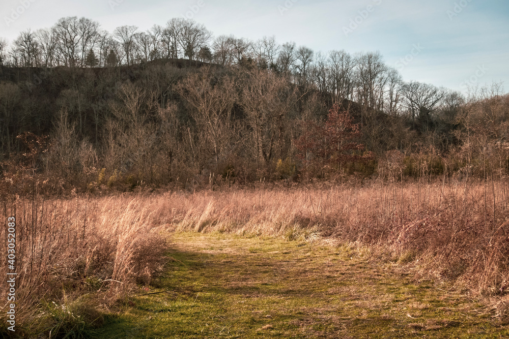 Fototapeta premium forest in autumn