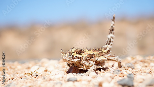 Thorny devil lizard spotted on a road near Coral Bay in Western Australia.