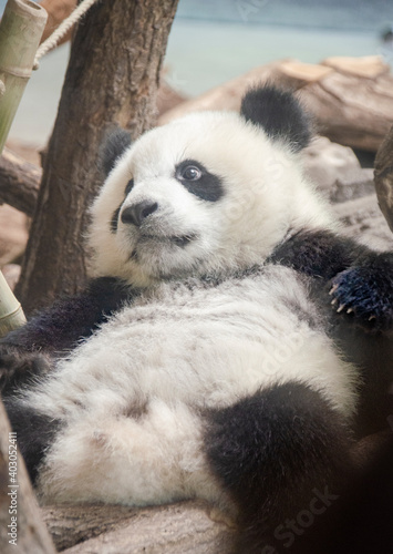 Der Große Panda (Ailuropoda melanoleuca), auch Riesenpanda oder Pandabär, ist eine Säugetierart aus der Familie der Bären (Ursidae).