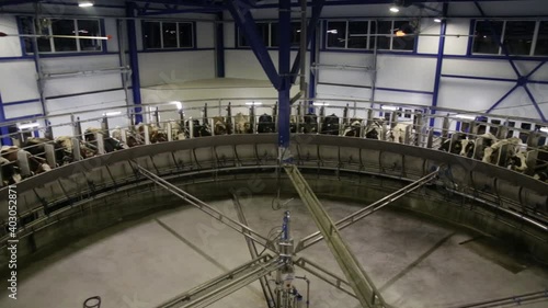 Process of milking cows on industrial rotary equipment on dairy farm.