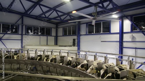 Process of milking cows on industrial rotary equipment on dairy farm.