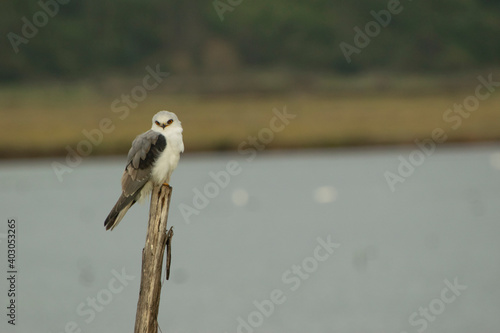 Bailarin - Elanus leucurus -