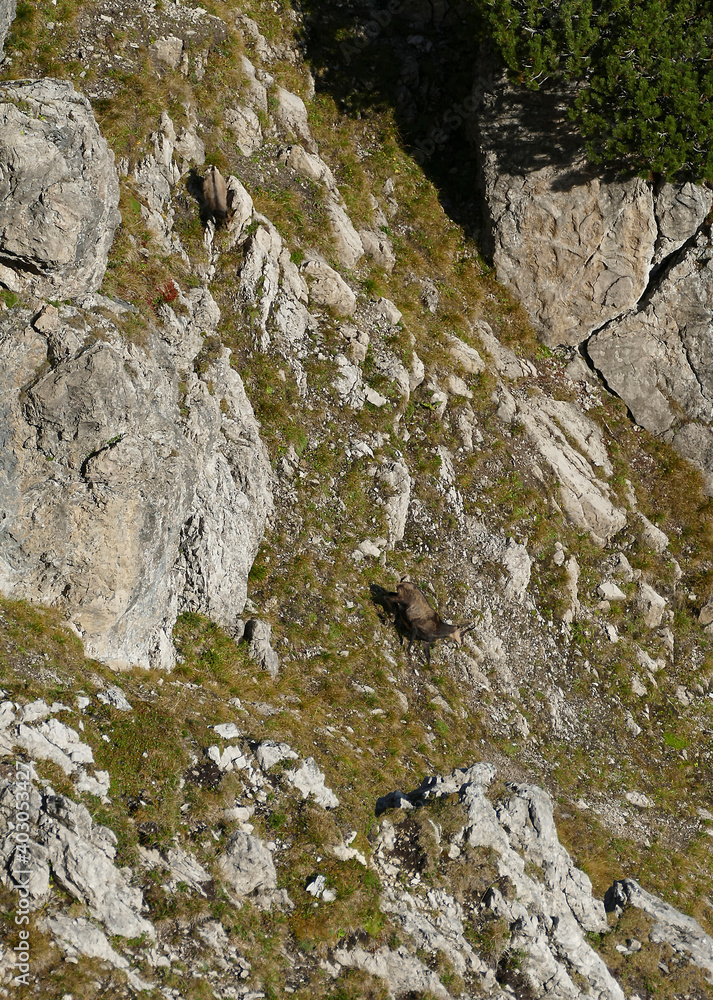 Herd of Chamois (Rupicapra rupicapra) in the Karwendel Mountains in Austria