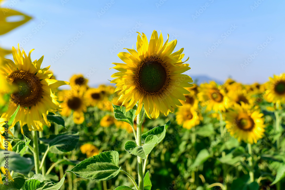 sunflowers in the field