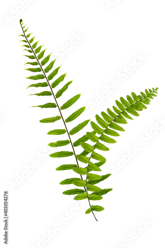 Close up view of nice fresh fern on white back to be cut out photo