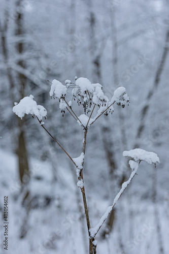 nature poster. dry plant under white snow