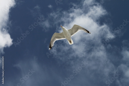 Gabbiano che vola in un cielo azzurro con ali aperte photo