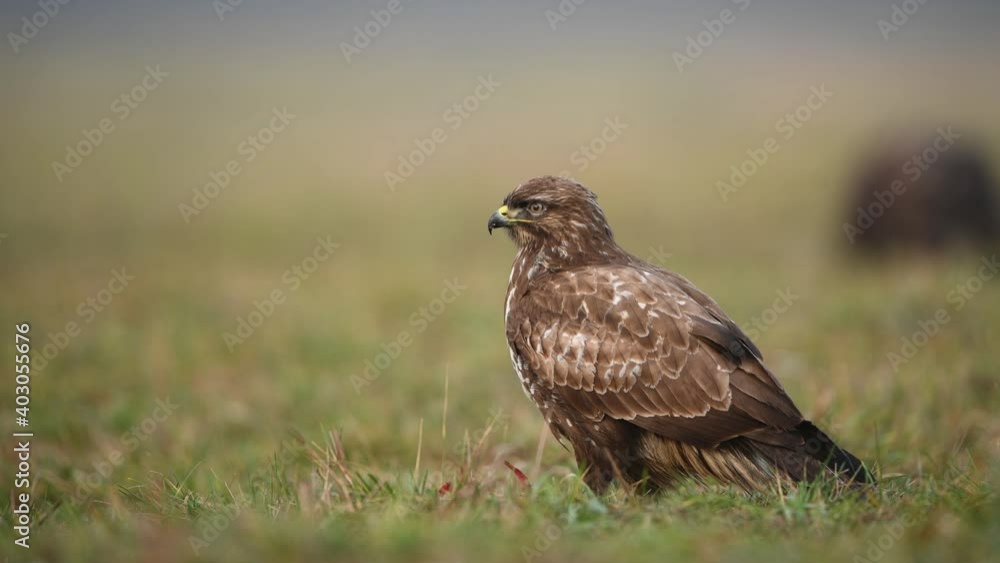 Common buzzard ( Buteo buteo ) close up Common buzzard ( Buteo buteo ) close up