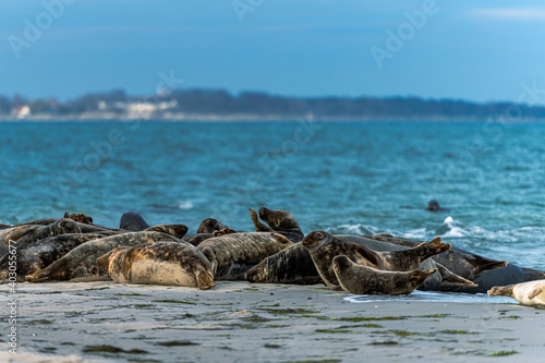 A harbor seal colony resting on a sandbank near the ocean. Picture from Falsterbo in Scania, southern Sweden