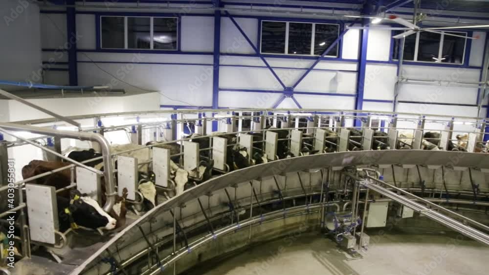 Process of milking cows on industrial rotary equipment on dairy farm. Process of milking cows on industrial rotary equipment on dairy farm.