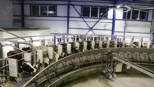 Process of milking cows on industrial rotary equipment on dairy farm.