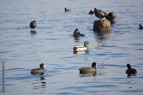 ducks on the water