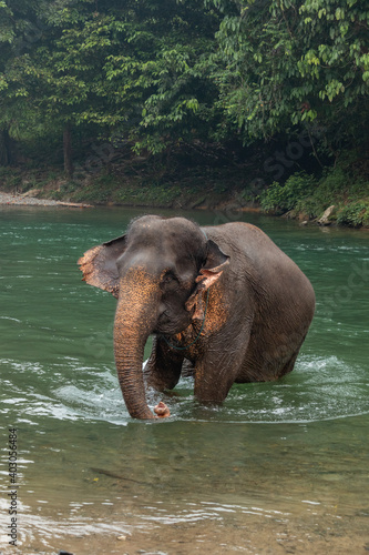 the elephants in the national park