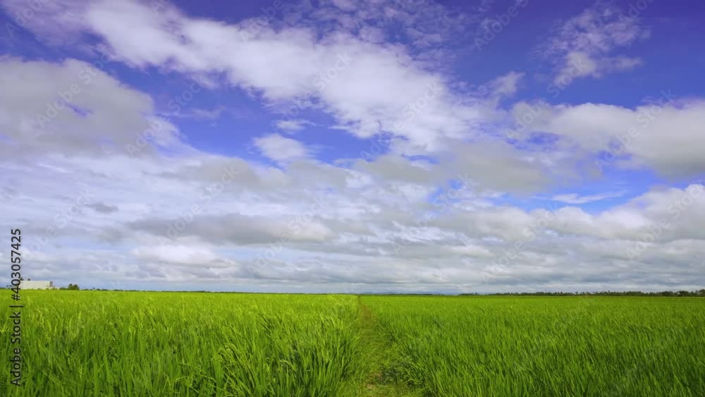 Timelapse of a blue sky with moving cloud and green paddy field at Alor Setar, Malaysia. Timelapse of a blue sky with moving cloud and green paddy field at Alor Setar, Malaysia.