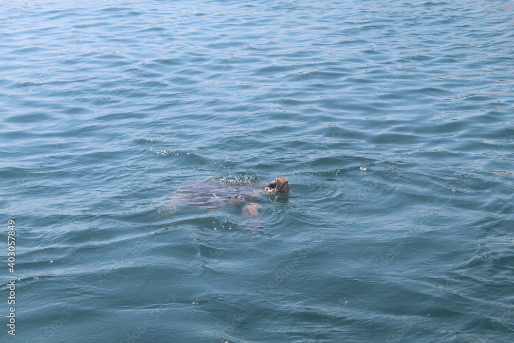 Obraz premium Giant turtle swims in the sea