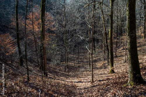 forest in autumn