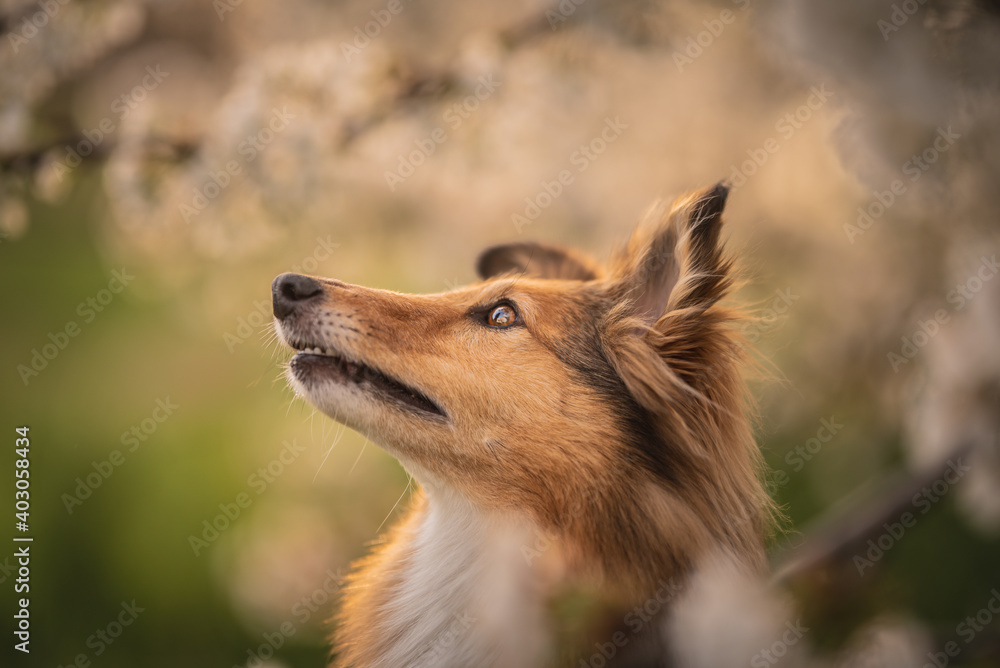 Naklejka premium Close up portrait of a shetland shepherd in a cherry blossom, spring, summertime, flowers