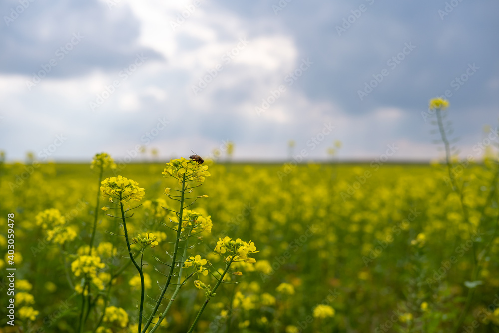 Bee sitting on canola flowers on a blurred сanola field background. Scenic yellow field Bee sitting on canola flowers on a blurred сanola field background. Scenic yellow field