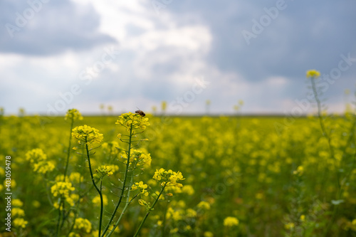 Bee sitting on canola flowers on a blurred сanola field background. Scenic yellow field