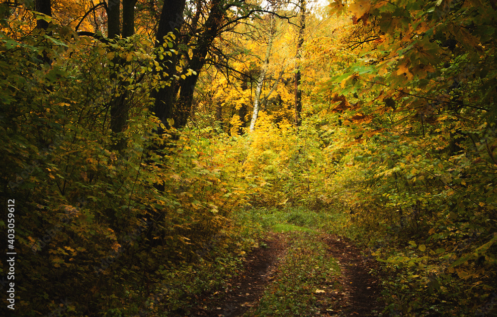 Fototapeta premium autumn in the forest