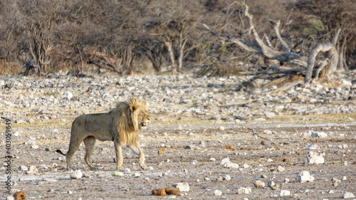 Un lion se prom  ne dans la savane Africaine  Namibie