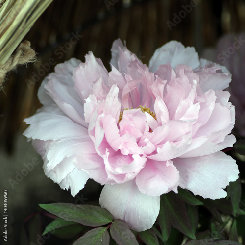 薄い桃色の牡丹　ピンクピオニー