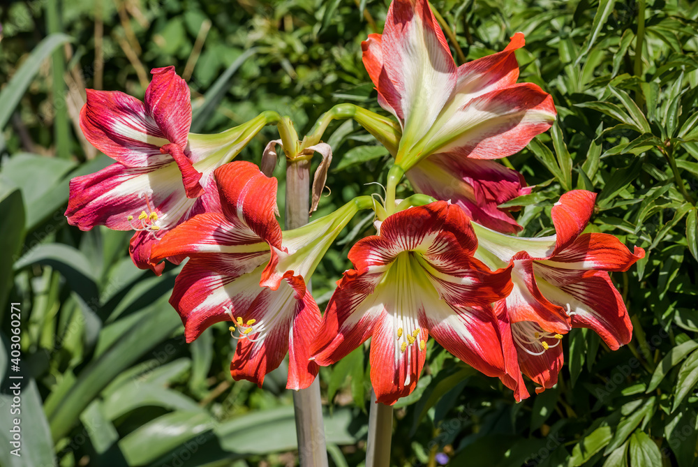 Hippeastrum (Hippeastrum hybrida) in greenhouse Hippeastrum (Hippeastrum hybrida) in greenhouse