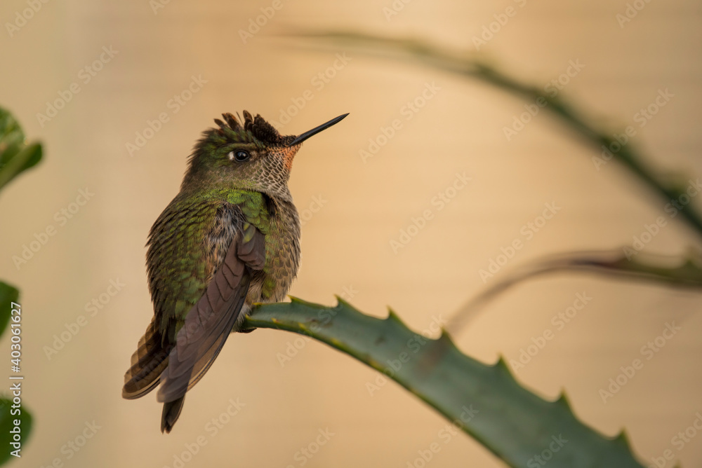 Fototapeta premium Picaflor chico - Sephanoides sephaniodes -