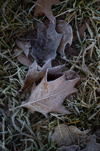 leaf on the ground