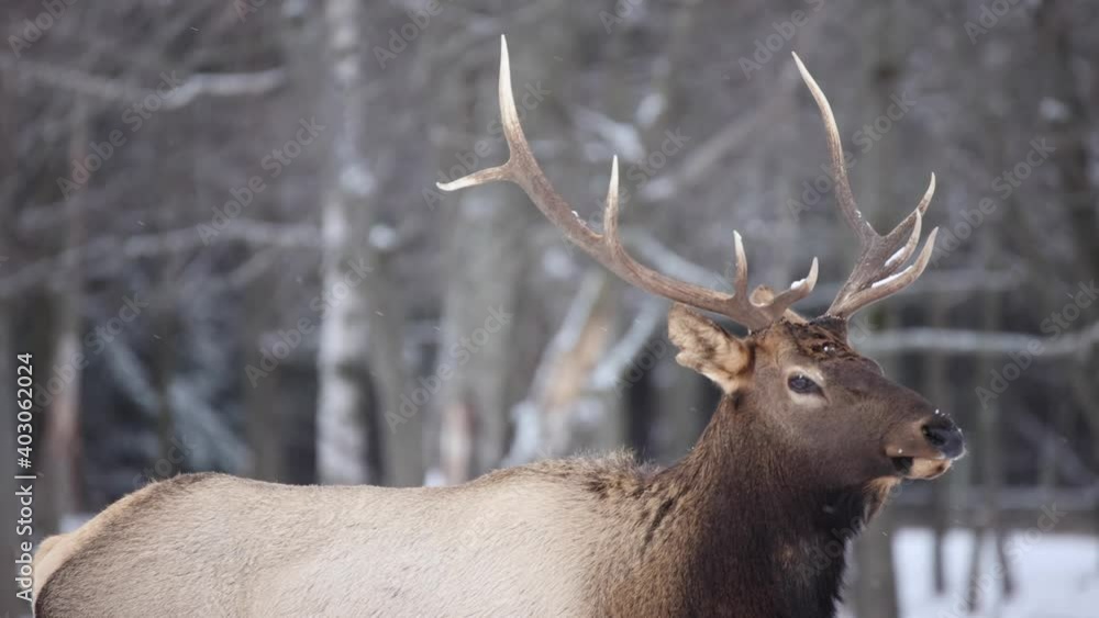 bull elk walking in winter with snow falling slow motion bull elk walking in winter with snow falling slow motion