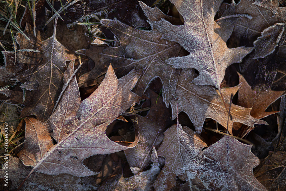 oak leaf in autumn oak leaf in autumn