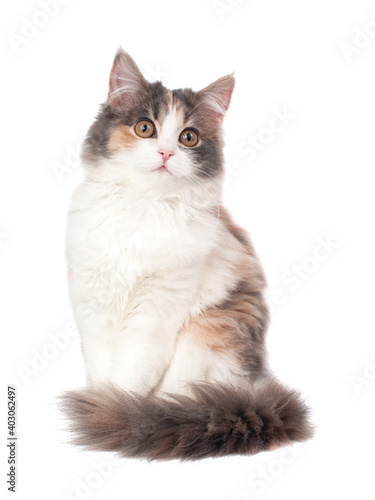 Bright fluffy kitten cat sitting isolated on the white