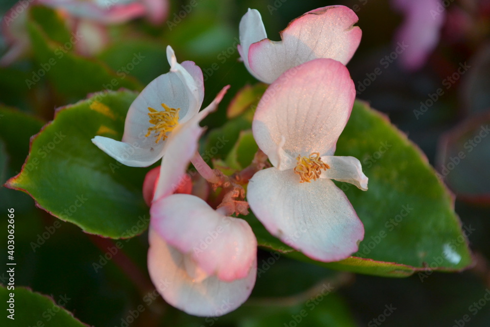 Obraz premium tree flower