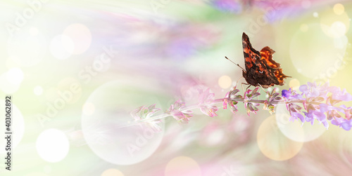 Abstract Butterfly header/banner. Colorful butterfly sitting on Flowers.