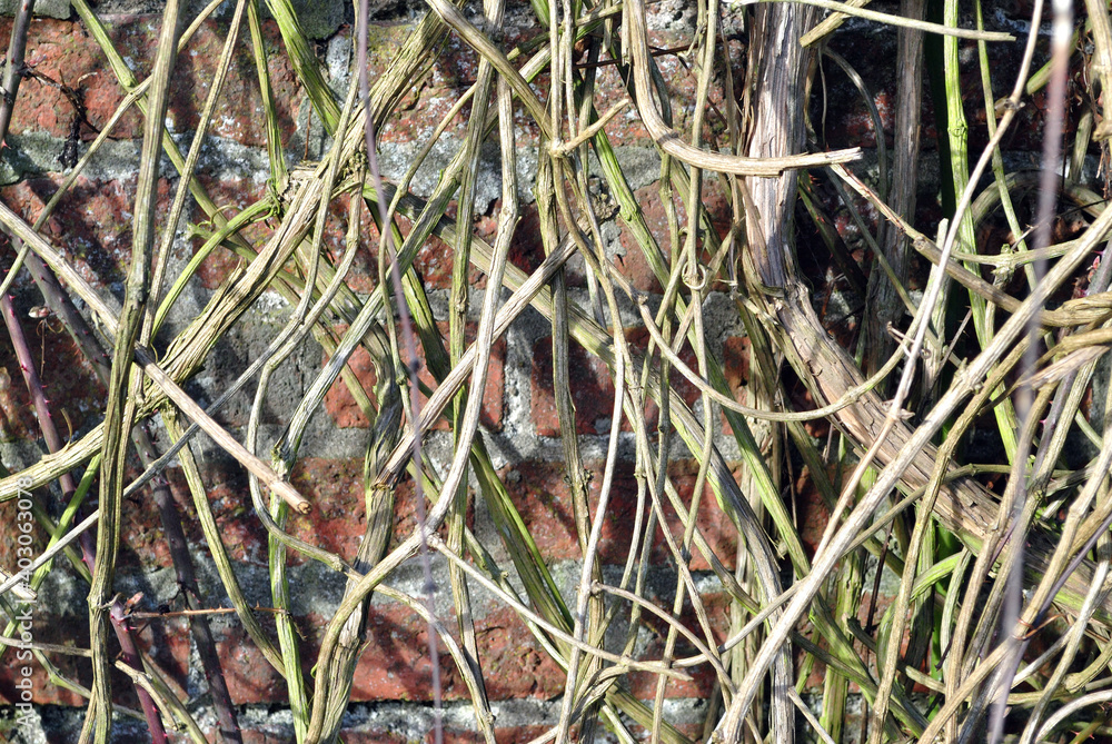 Close Up of Dried Branches of Climbing Plant on Old Stone Wall 