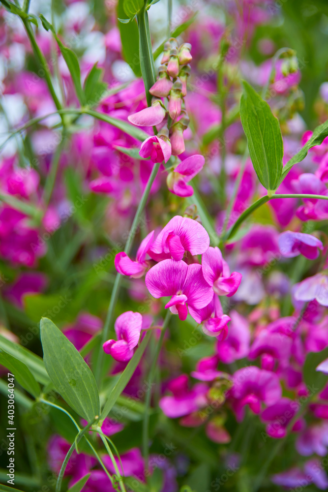 Beautiful close-up of a flat pea, (Lathyrus latifolius) Beautiful close-up of a flat pea, (Lathyrus latifolius)