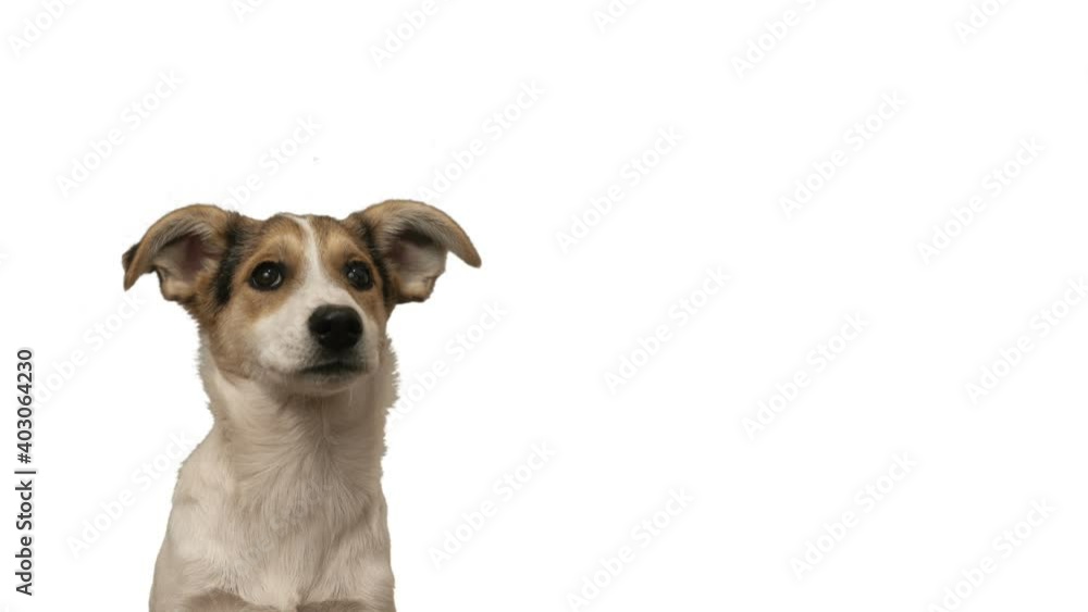 dog looks on white background dog looks on white background