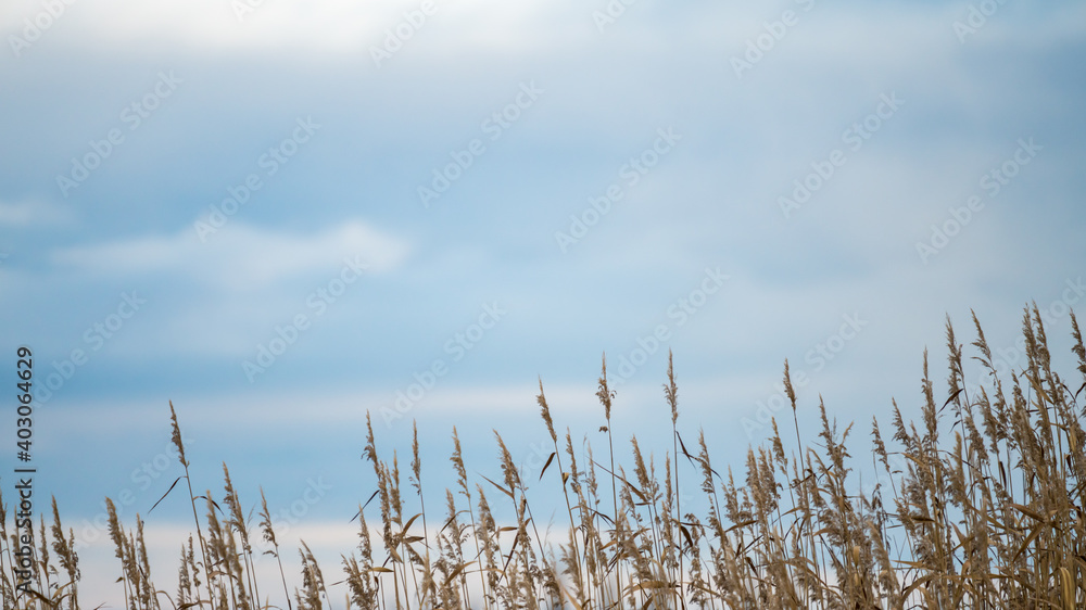 Fototapeta premium Reed plants in front of a cloudy sky