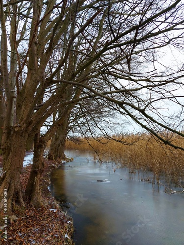 lake in the forest 