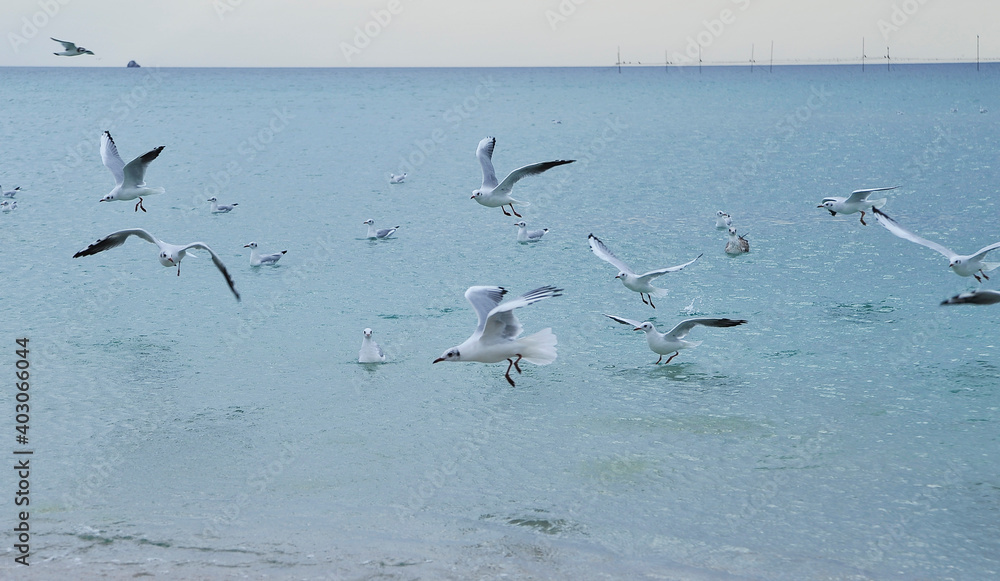 Seagulls on the beach.