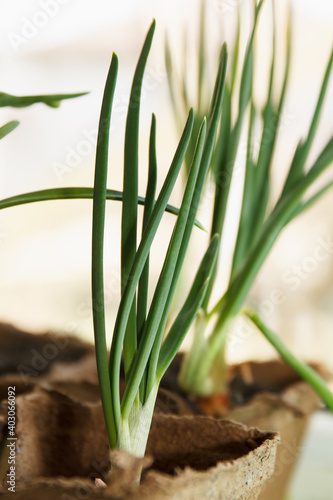 Green growing onions planted in a peat container