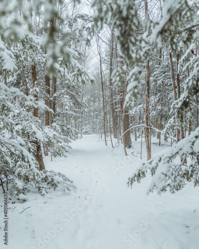 Snowy Forest Path © Samuel